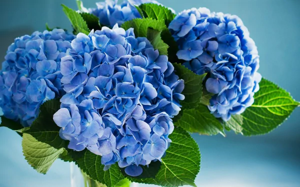  Blue Hydrangeas