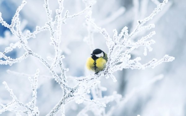 Animal Titmouse Birds Passerines Bird Winter Snow Branch Great Tit HD Wallpaper | Background Image