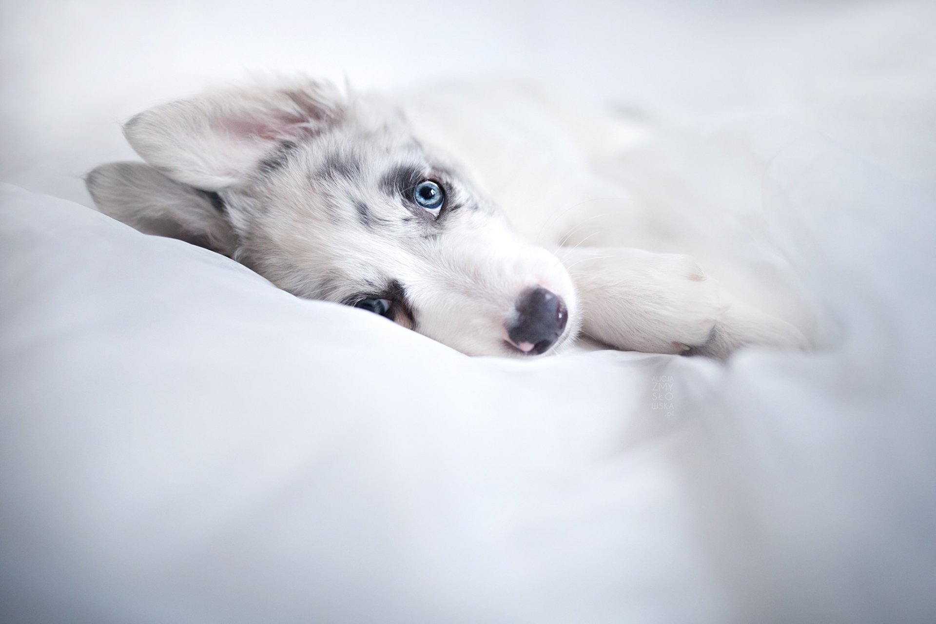 HD PC desktop wallpaper: baby animal puppy dog with blue eyes resting on soft white bedding, serene animal background.