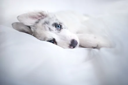 HD PC desktop wallpaper: baby animal puppy dog with blue eyes resting on soft white bedding, serene animal background.