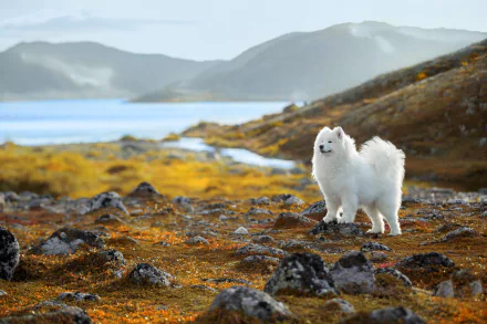 A Samoyed dog stands on rocky terrain with a blurred mountainous background, captured with depth of field in this HD PC desktop wallpaper and background.