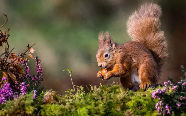 rodent Animal squirrel HD Desktop Wallpaper | Background Image