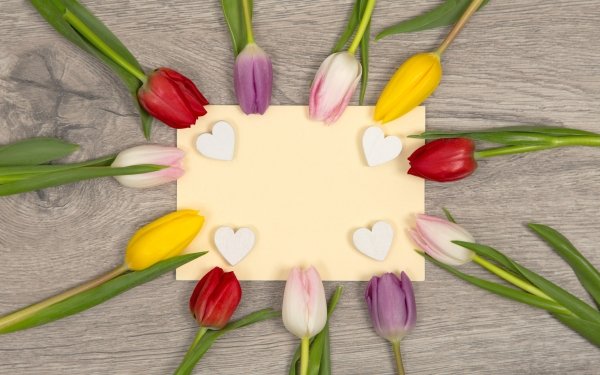 Man Made Flower Tulip Still Life HD Wallpaper | Background Image