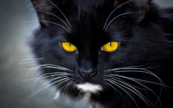 Close-up of a black cat with striking yellow eyes staring intensely, captured in high definition for a PC desktop wallpaper and background.