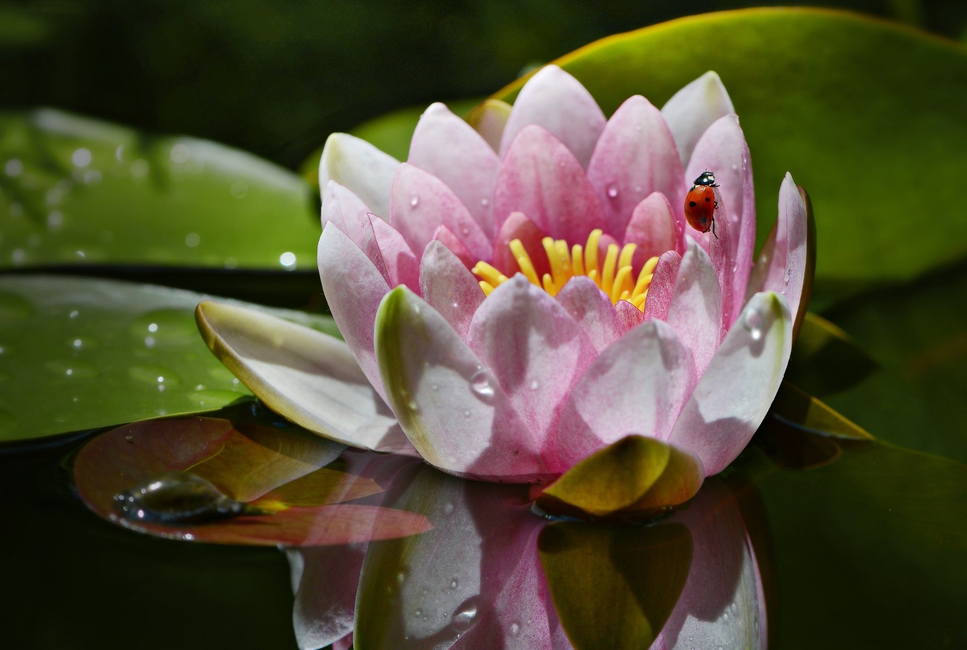 Serene Lotus Bloom with Ladybug on Water – HD Nature Wallpaper ...