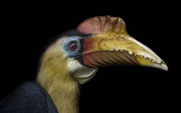 HD PC desktop wallpaper showing a hornbill bird (animal) close-up profile with a yellow casque and beak against a black background.