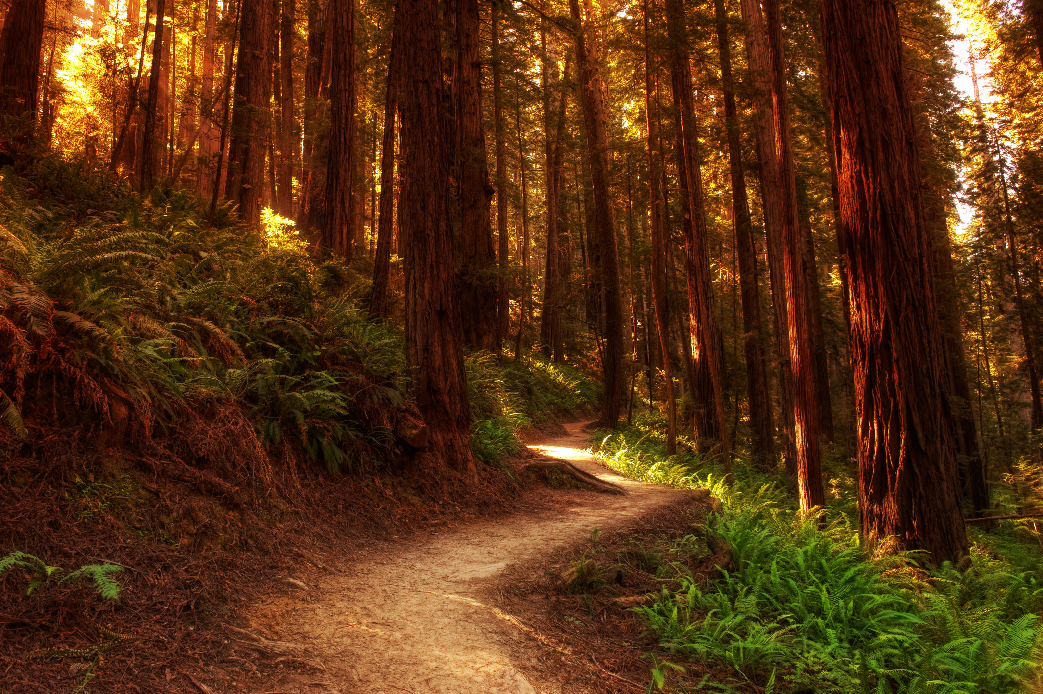 Nature Path HD Wallpaper | Background Image