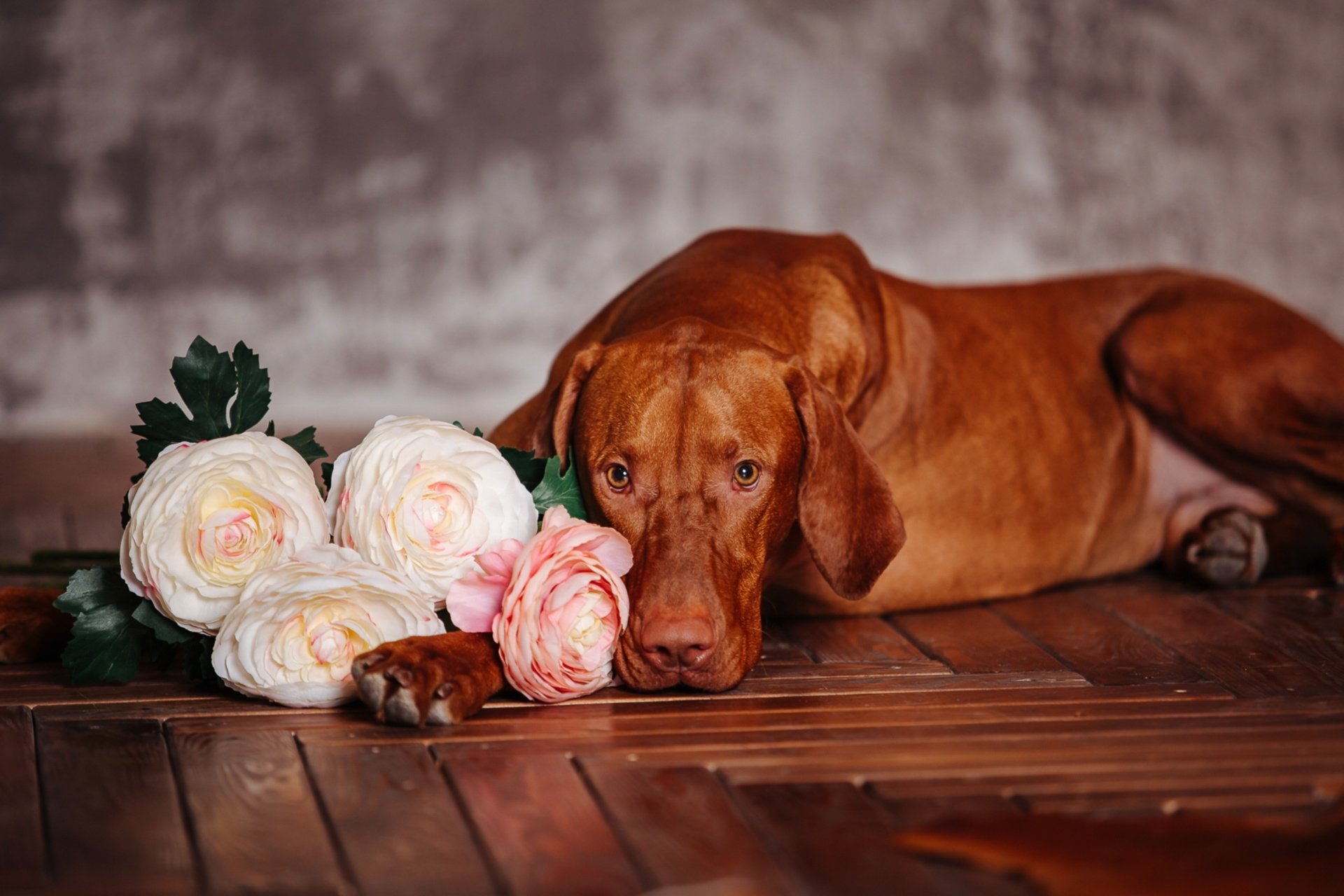 A Vizsla dog lying on a wooden floor next to a cluster of white and pink flowers, captured in an HD desktop wallpaper background.