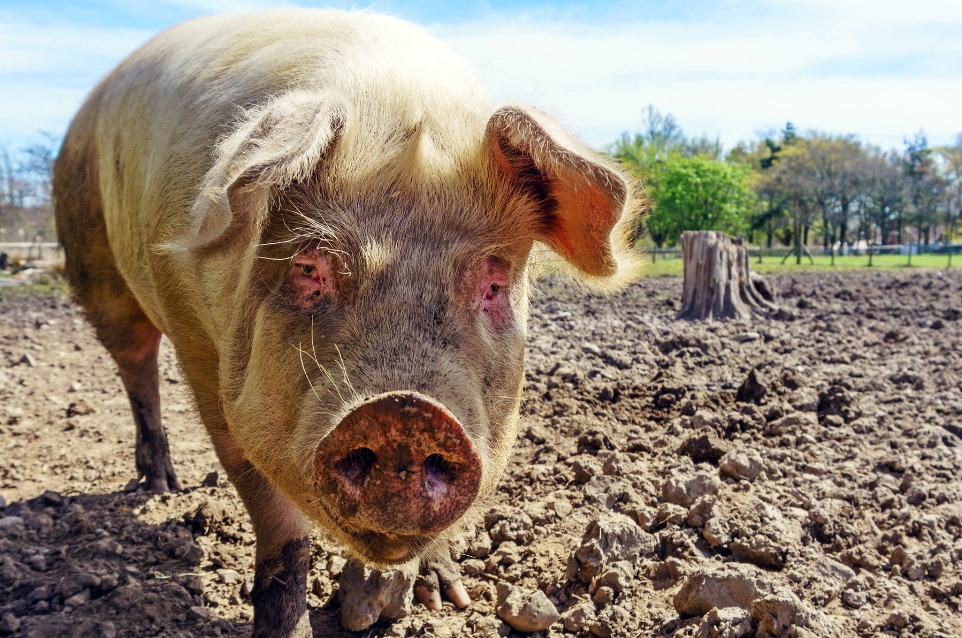 HD desktop wallpaper featuring a close-up of a pig standing on dry, cracked soil in a rural outdoor setting under a clear sky.