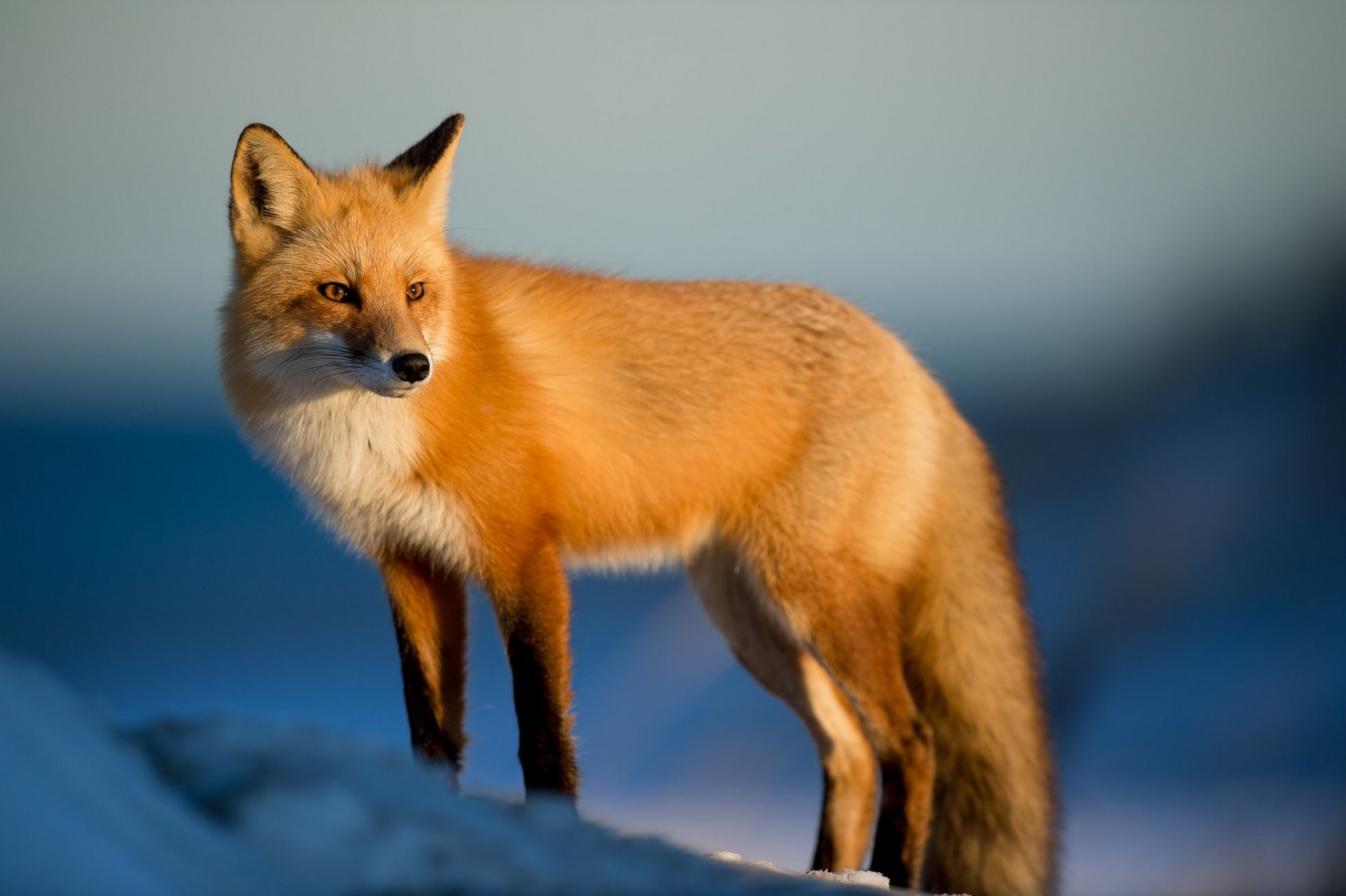 Majestic Fox in HD: Nature's Elegant Creature | 2048x1363 | Wallpaper Abyss