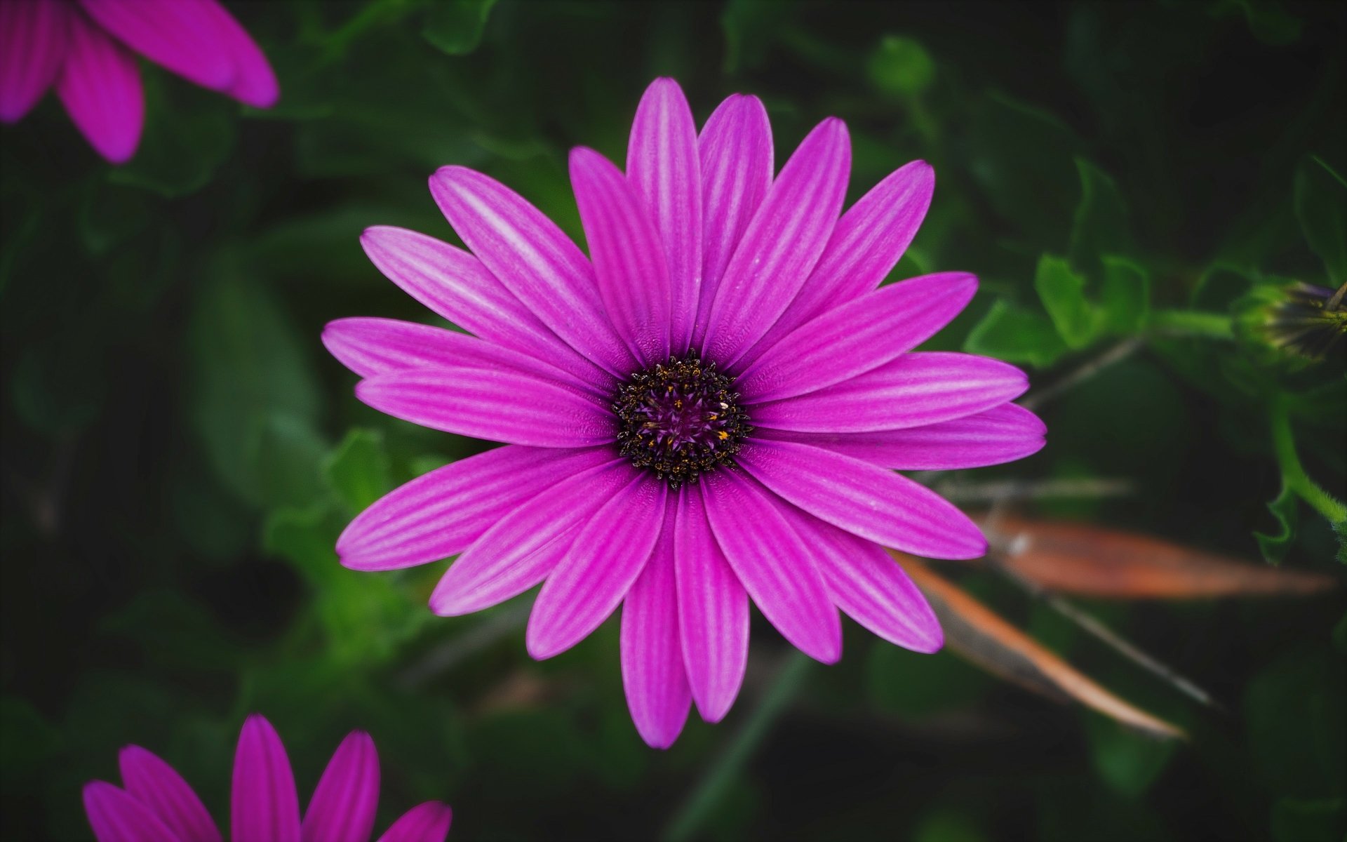 Download Purple Flower Daisy Flower Nature 4k Ultra HD Wallpaper ...
