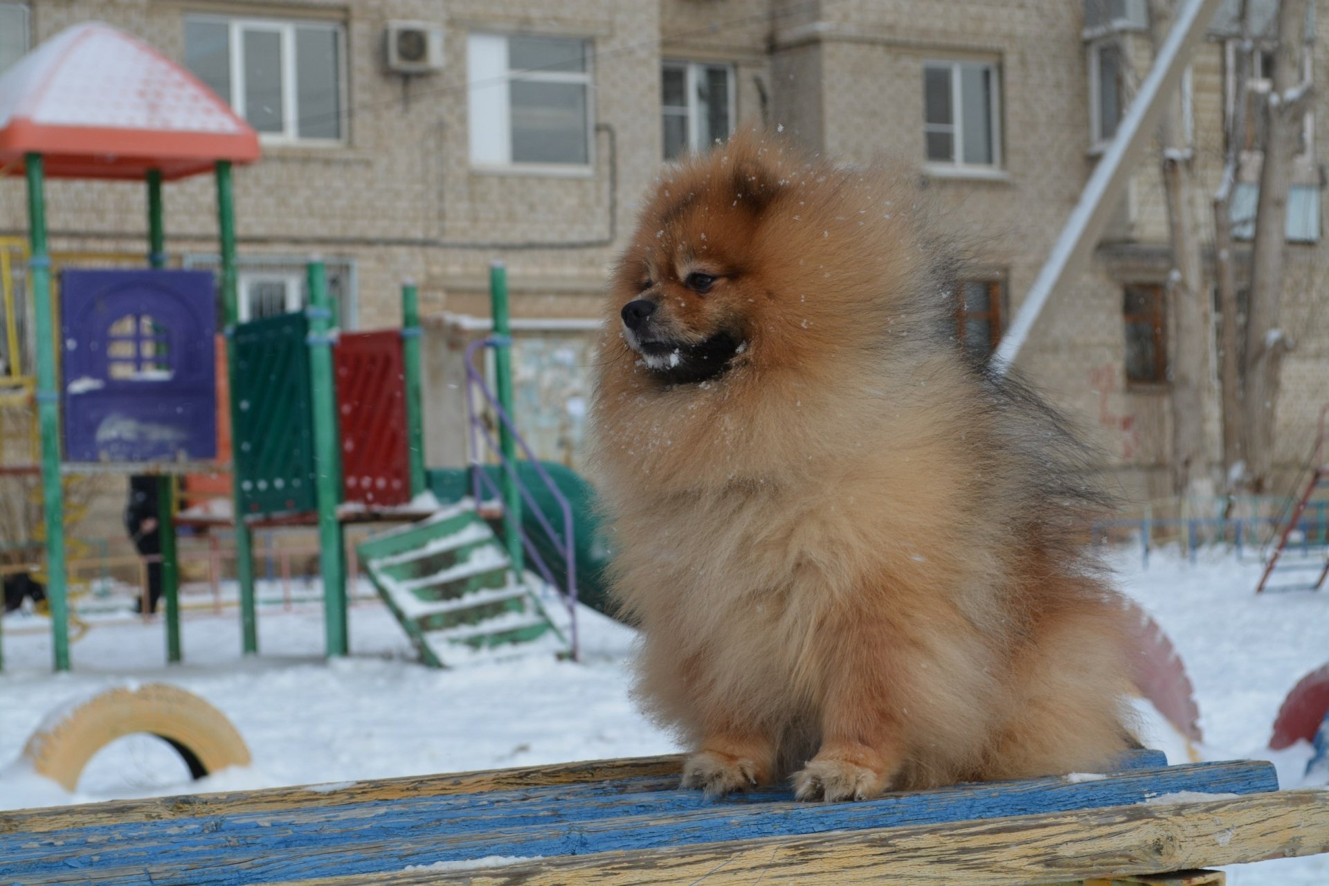 Fluffy spitz dog perched on a snow-dusted playground bench with apartment buildings behind — 2K Quad HD PC desktop background.