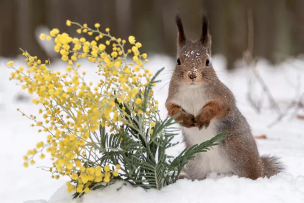 A squirrel in the snow stands next to yellow flowers, captured in a sharp HD desktop wallpaper featuring a winter scene with natural wildlife and bright blooms.