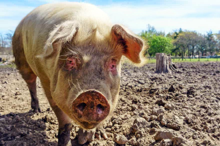 Animal pig HD Desktop Wallpaper | Background Image