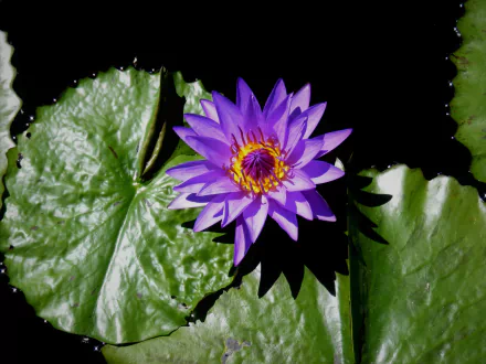 purple flower lily pad flower nature water lily HD Desktop Wallpaper | Background Image