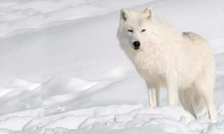 A white Arctic wolf stands alert in the snow during winter, captured in stunning 4K Ultra HD detail for a PC desktop background.