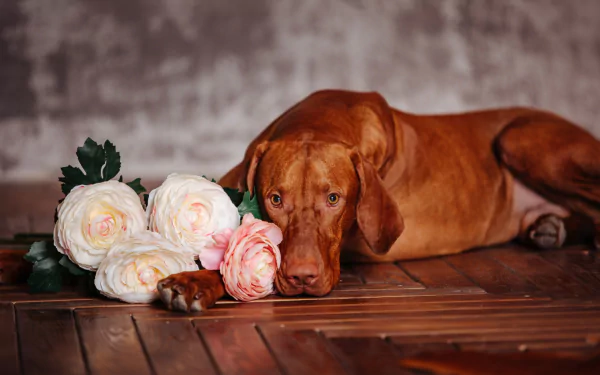 A Vizsla dog lying on a wooden floor next to a cluster of white and pink flowers, captured in an HD desktop wallpaper background.
