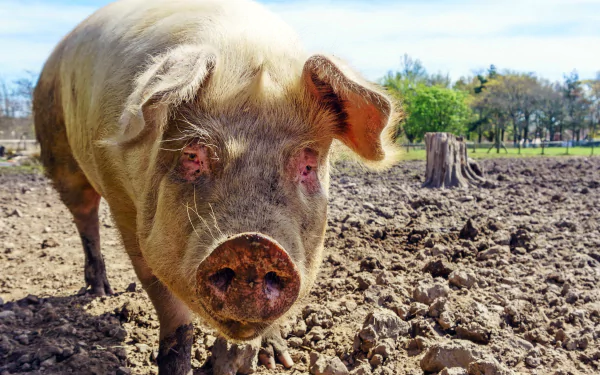 Animal pig HD Desktop Wallpaper | Background Image