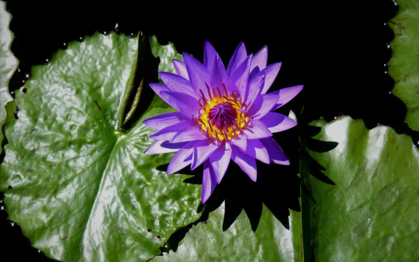 purple flower lily pad flower nature water lily HD Desktop Wallpaper | Background Image