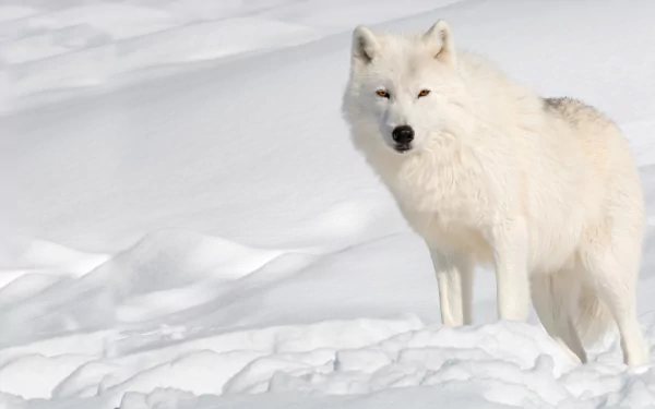 A white Arctic wolf stands alert in the snow during winter, captured in stunning 4K Ultra HD detail for a PC desktop background.
