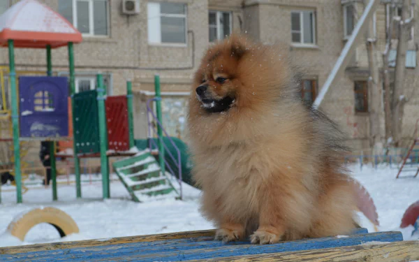  Spitz