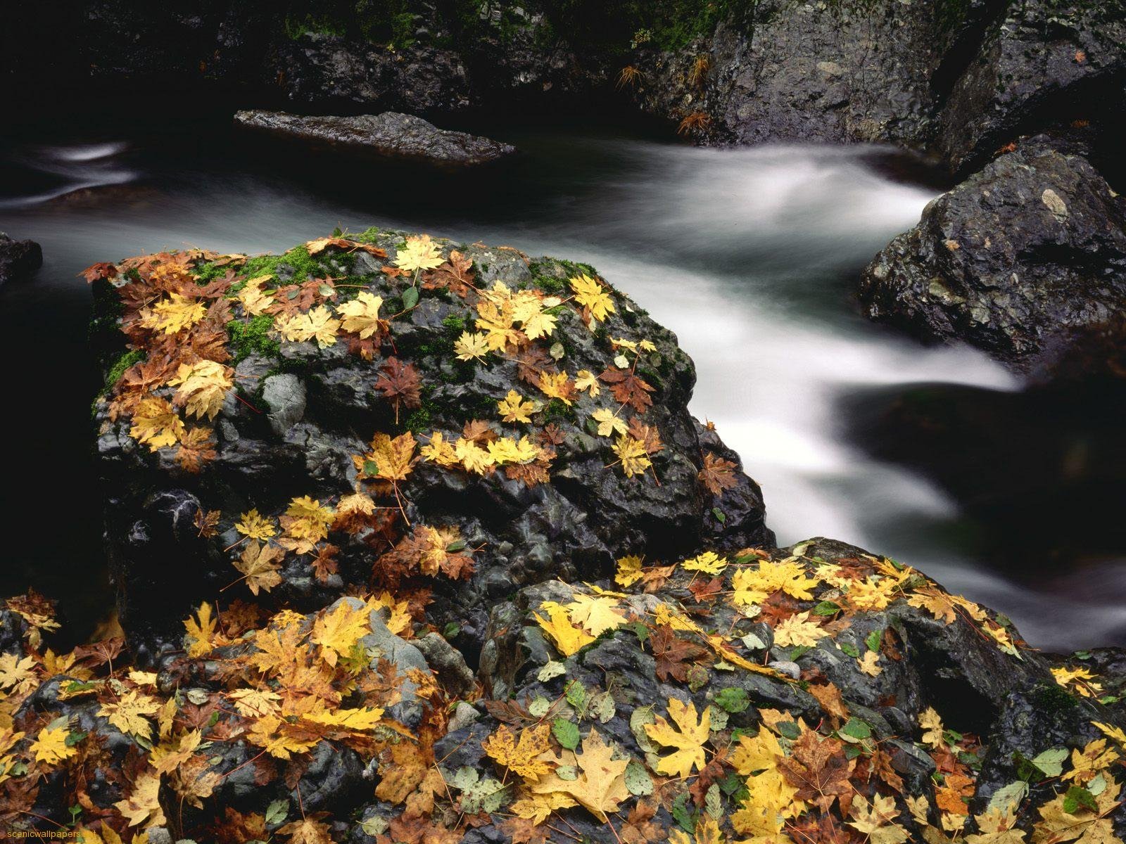 HD nature desktop wallpaper featuring autumn leaves scattered over wet rocks with a smooth flowing stream in the background.