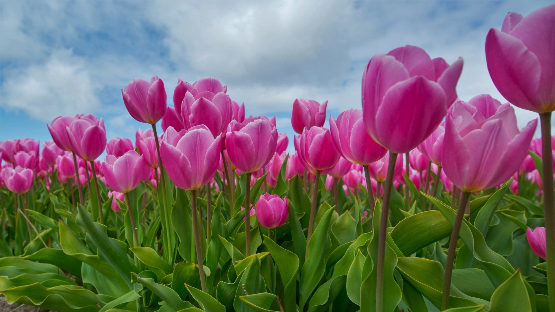 Download Summer Close-up Pink Flower Leaf Flower Nature Tulip 4k Ultra ...