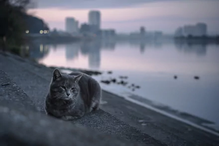 depth of field Animal cat HD Desktop Wallpaper | Background Image