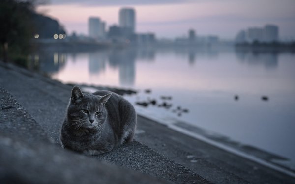 Animal Cat Cats Depth Of Field HD Wallpaper | Background Image