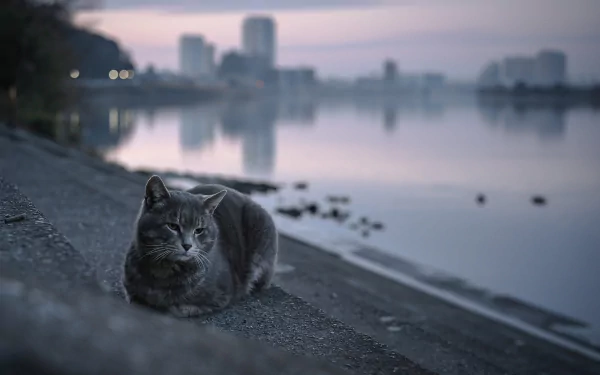 depth of field Animal cat HD Desktop Wallpaper | Background Image