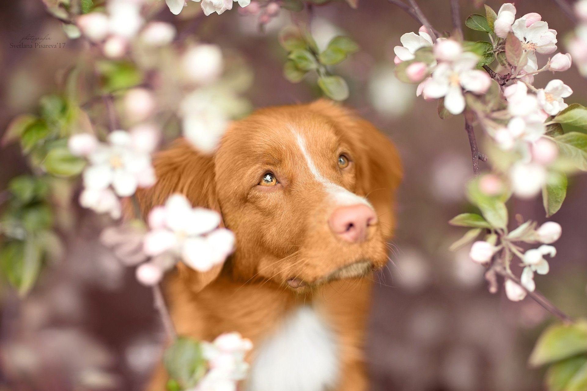 Close-up of a Nova Scotia Duck Tolling Retriever muzzle framed by pink-white blossom branches, soft bokeh background — HD PC desktop wallpaper.