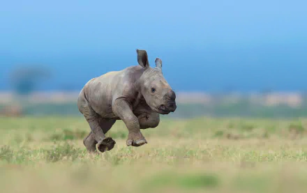 A baby rhino captured in HD with a shallow depth of field, running across a grassy plain, creating a sharp and vibrant desktop wallpaper background.