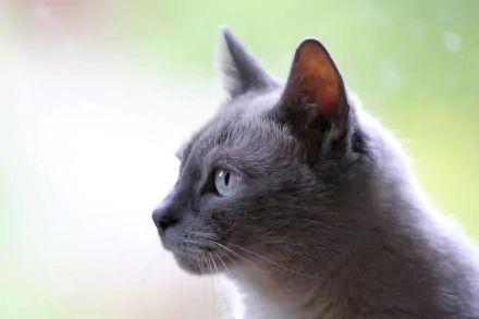 HD PC desktop wallpaper featuring a close-up portrait of a gray cat with blue eyes against a softly blurred background.