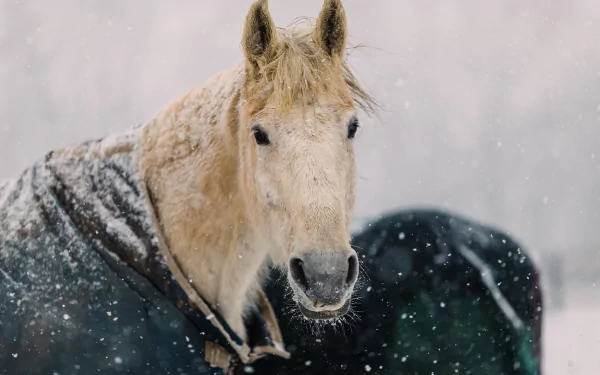 snowfall Animal horse HD Desktop Wallpaper | Background Image