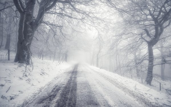 Nature Winter Fog Snow Tree Road HD Wallpaper | Background Image