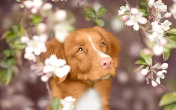 Close-up of a Nova Scotia Duck Tolling Retriever muzzle framed by pink-white blossom branches, soft bokeh background — HD PC desktop wallpaper.