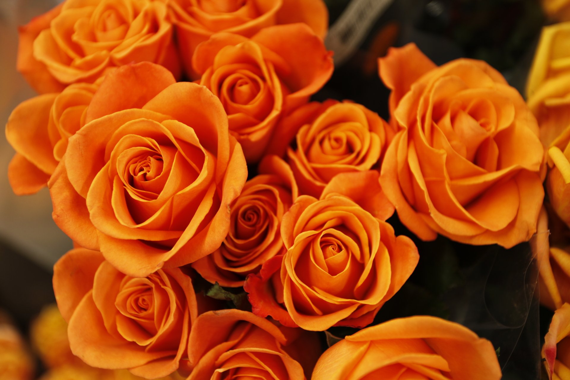 Vibrant orange roses in full bloom captured in stunning 4K Ultra HD, showcasing the intricate beauty of nature’s floral elegance.