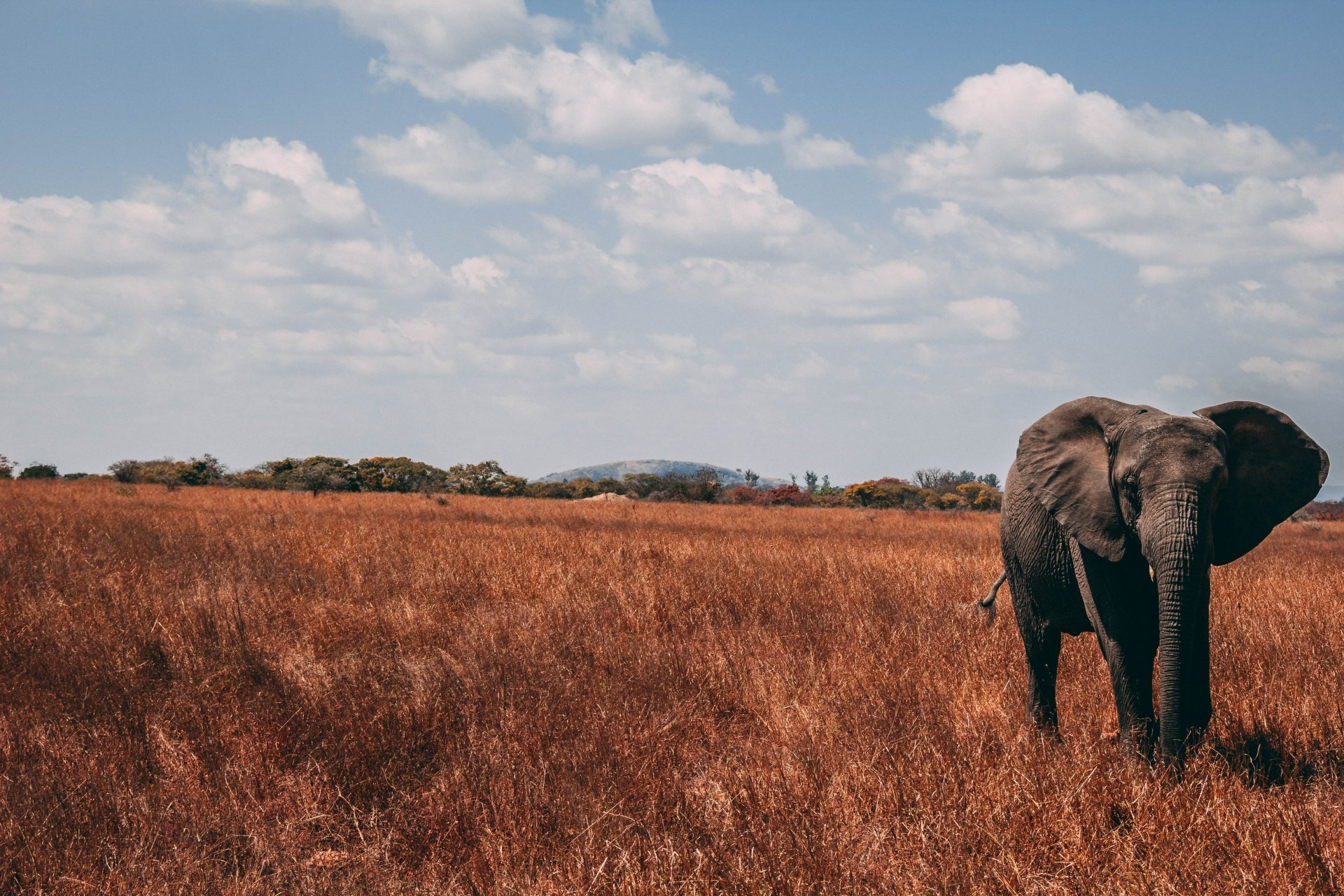 A majestic African bush elephant stands in a vast dry grassland under a partly cloudy sky, captured in stunning 4K Ultra HD for a PC desktop wallpaper.