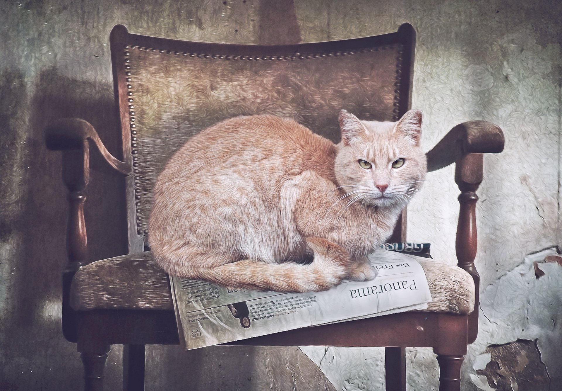 HD PC desktop wallpaper featuring a stare of a light orange cat sitting on an antique wooden chair with a newspaper, creating a calm, rustic animal scene.
