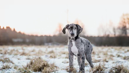 puppy depth of field dog Animal great dane HD Desktop Wallpaper | Background Image