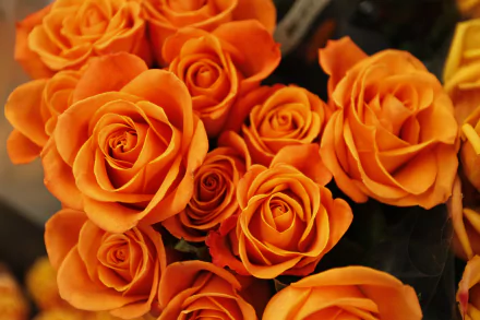 Vibrant orange roses in full bloom captured in stunning 4K Ultra HD, showcasing the intricate beauty of nature’s floral elegance.