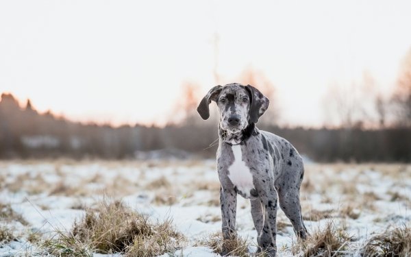 Animal Great Dane Dogs Dog Depth Of Field Puppy HD Wallpaper | Background Image