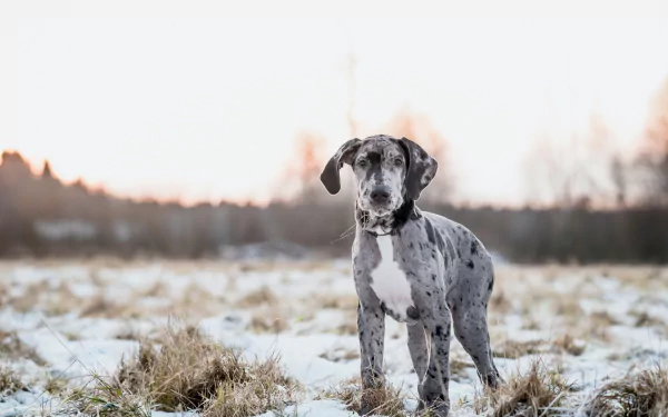 HD PC desktop wallpaper of a Great Dane puppy standing in a snowy field, shallow depth of field softly blurring the distant trees.