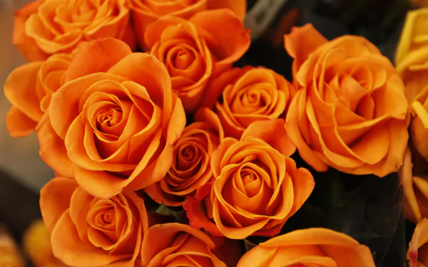Vibrant orange roses in full bloom captured in stunning 4K Ultra HD, showcasing the intricate beauty of nature’s floral elegance.