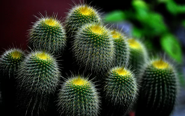 greenery nature cactus HD Desktop Wallpaper | Background Image
