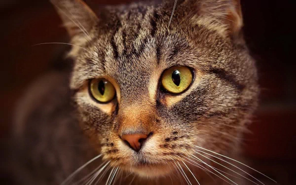 Close-up HD desktop wallpaper of a cat’s face showcasing detailed whiskers and striking yellow eyes against a dark background.