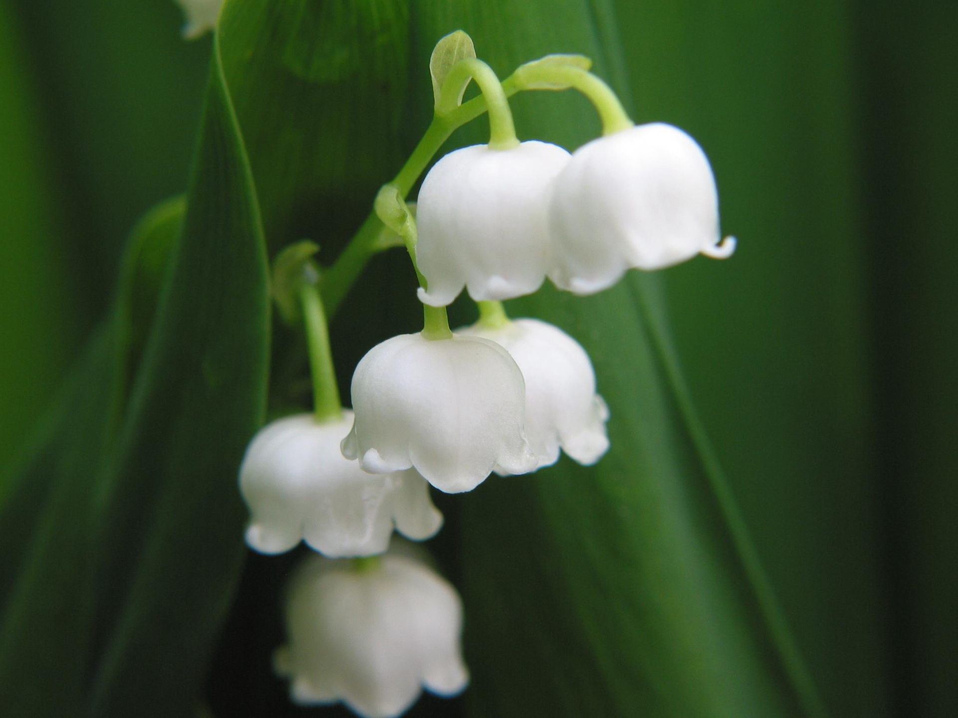 Nature Lily Of The Valley HD Wallpaper | Background Image