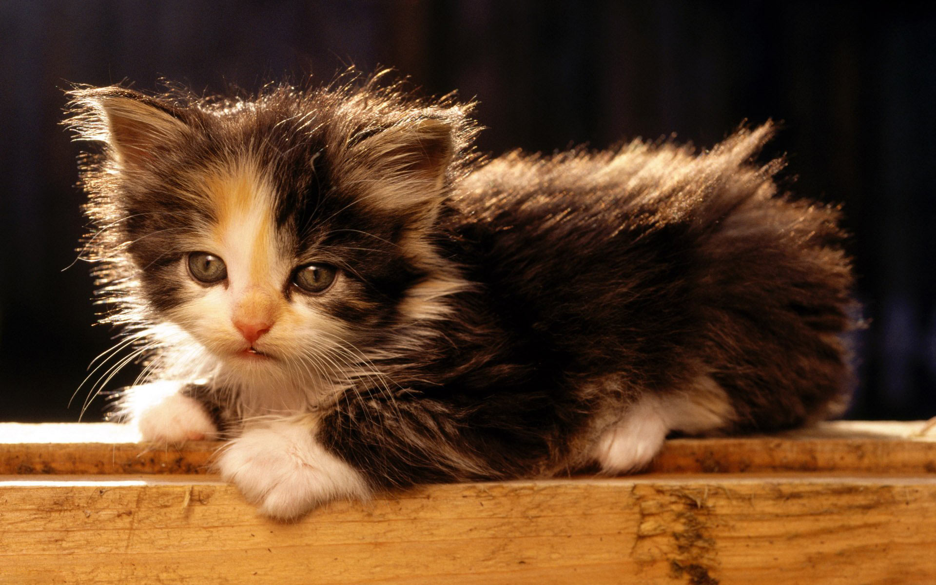 Katze Full HD Wallpaper and Hintergrund | 1920x1200 | ID:91493