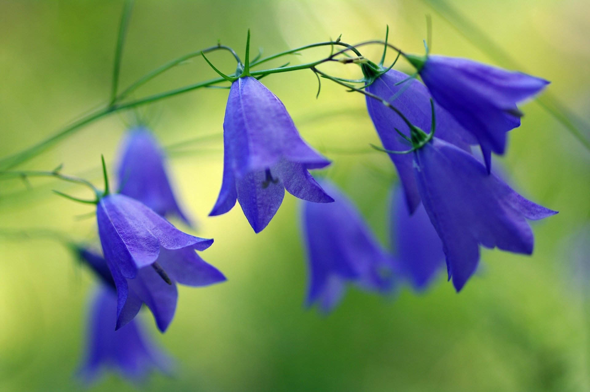 Close-up of vibrant bluebell flowers in nature, captured in high definition as a serene PC desktop wallpaper and background.