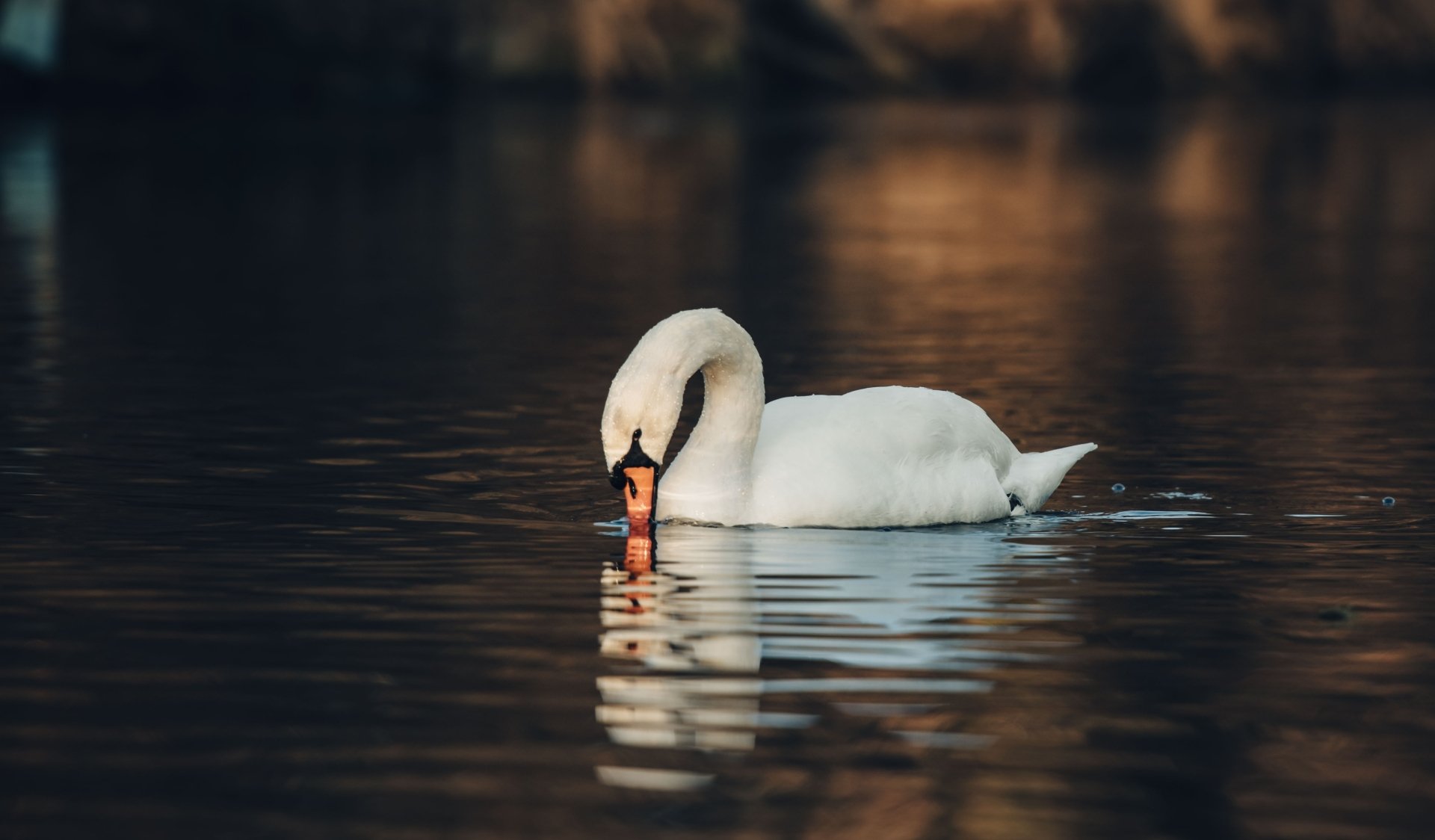 Mute swan 4k Ultra HD Wallpaper | Background Image | 5020x2938 | ID